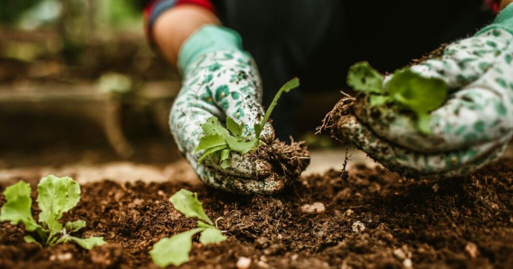 manutenção de jardins em Porto Alegre